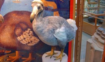 dodo kuşu
