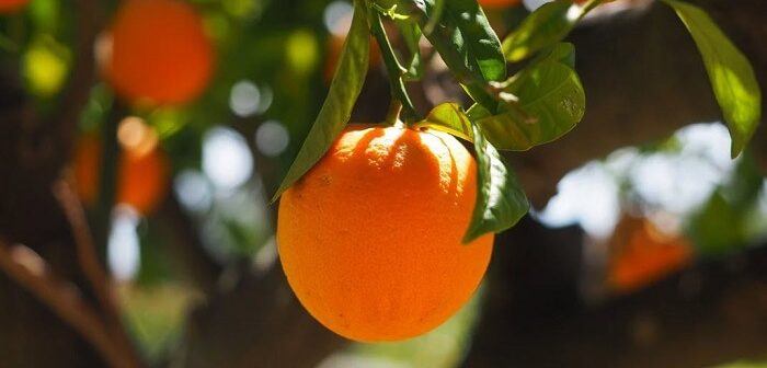 portakal ağacı