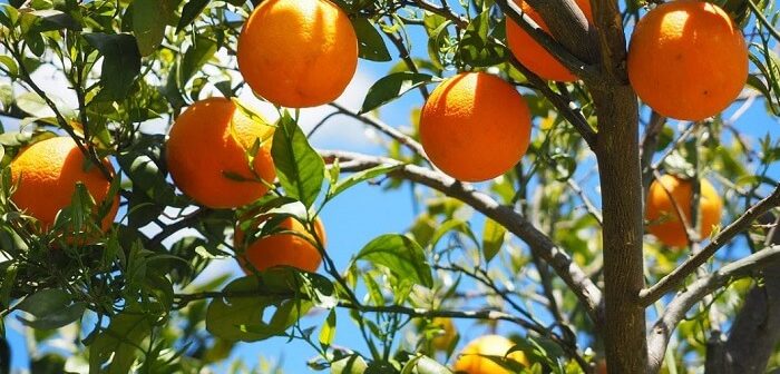 portakal ağacı