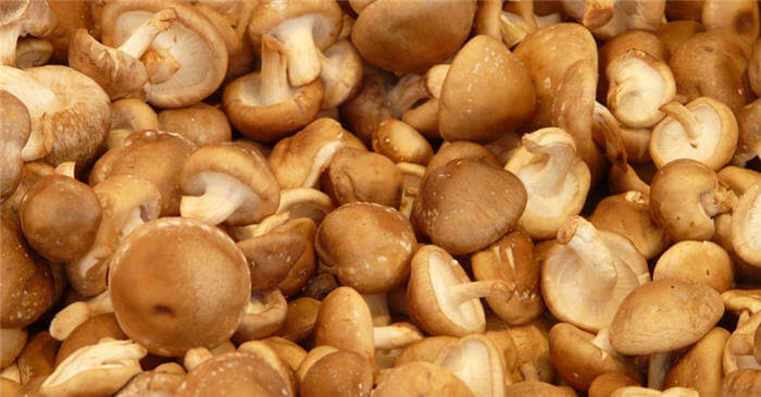 Shiitake Mantarı