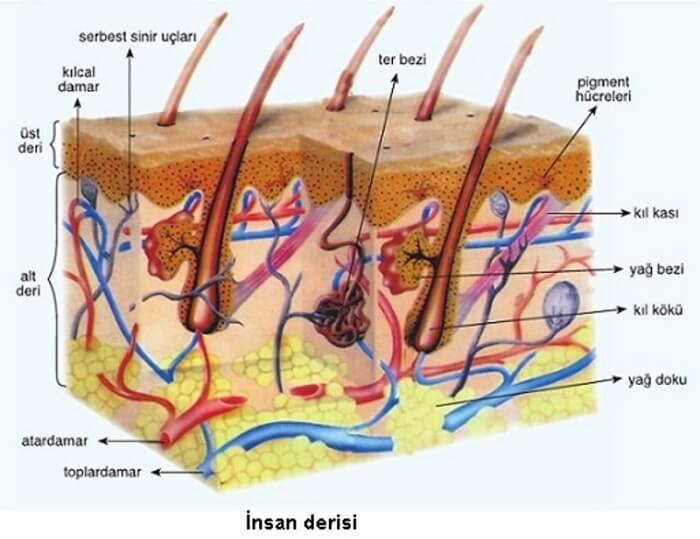 derinin yapısı