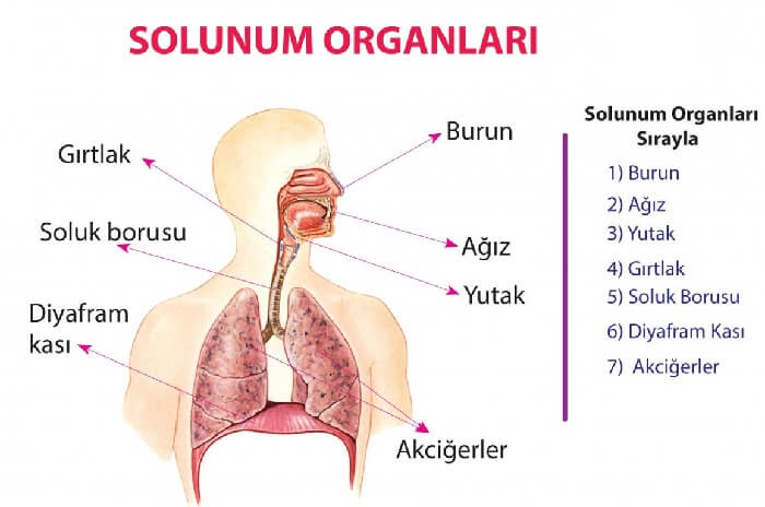 solunum organları