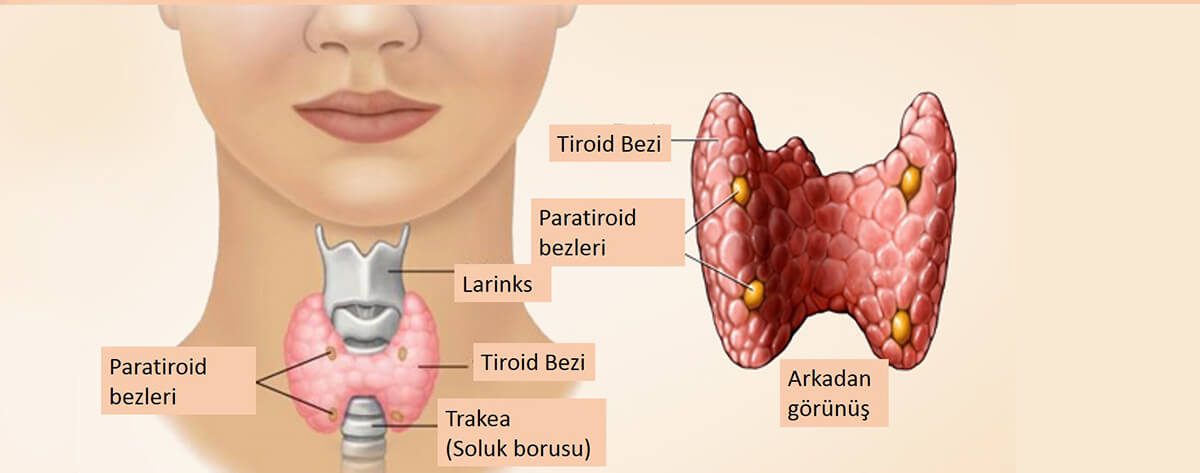 Tiroid nedir? Tiroid Hastalıklarının Belirtileri Nelerdir?