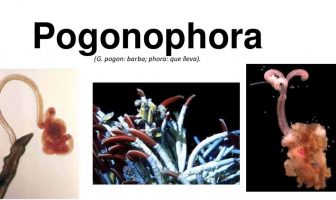 Sakallı Solucanlar (Pogonophora)