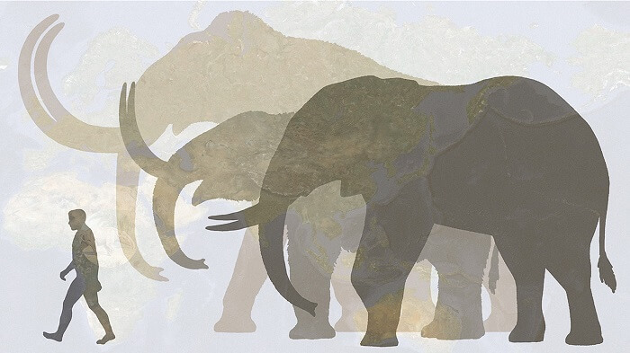 mamut fil