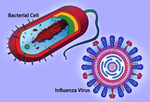 virus bakteri