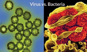 virus bakteri