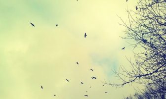 Hayat Kısa Kuşlar Uçuyor Ne Demek? Açıklaması / Kompozisyon