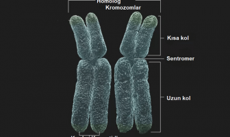 homolog kromozomlar