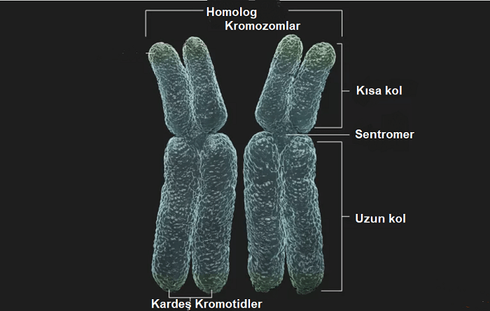 homolog kromozomlar