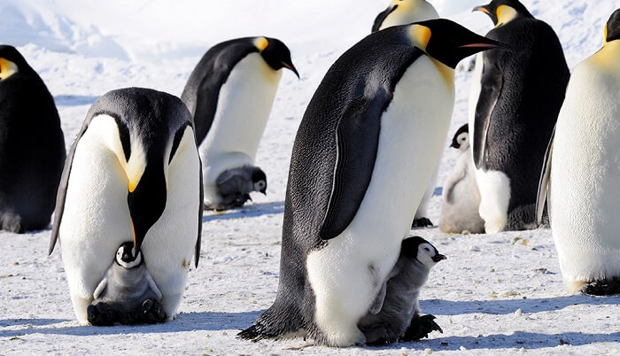 imparator penguenler 