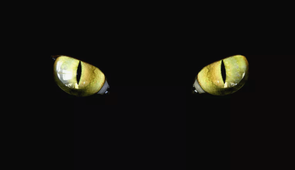 kedi gözleri