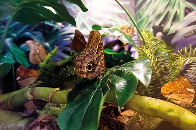 Anadolu'daki Kelebek Cenneti : Konya Tropikal Kelebek Bahçesi