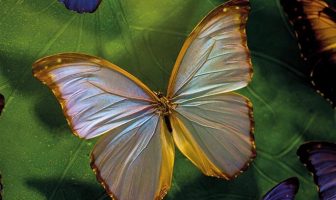 Anadolu'daki Kelebek Cenneti : Konya Tropikal Kelebek Bahçesi