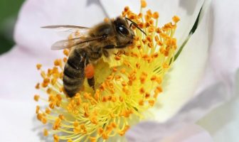 tozlaşma (Arılar Yardımı İle)