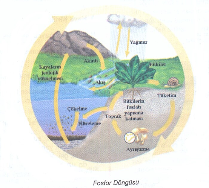 FOSFOR DÖNGÜSÜ