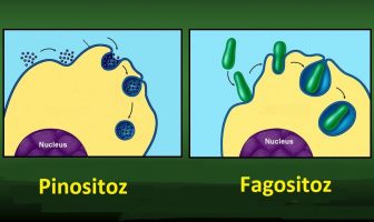 Fagositoz ve Pinositoz