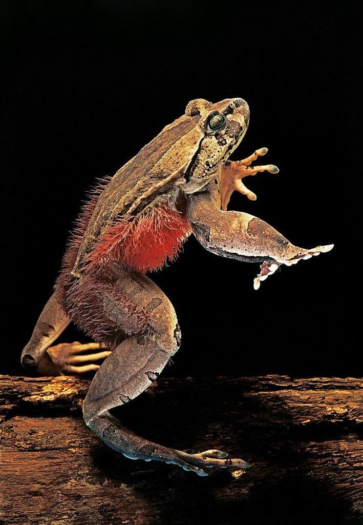 Trichobatrachus robustus - Tüylü Kurbağa