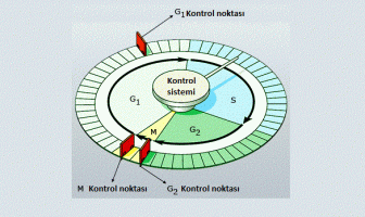 hücre döngüsü kontrol