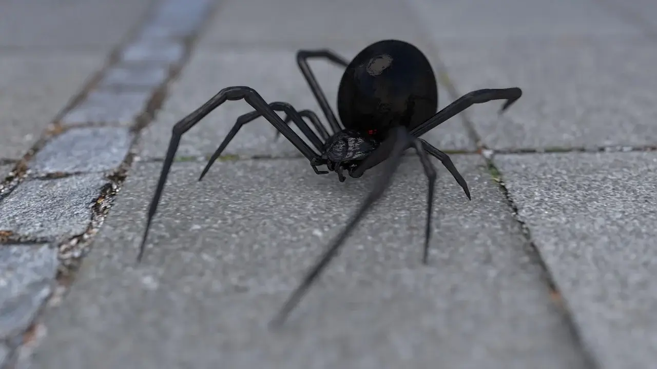 Siyah Örümcek