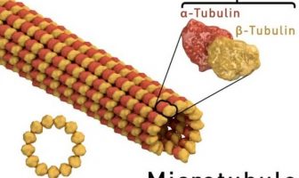 Mikrotübül