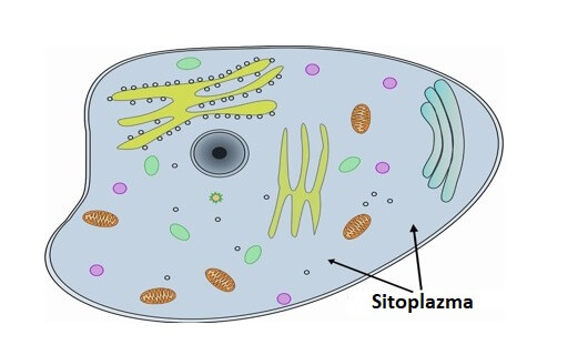 Sitoplazma