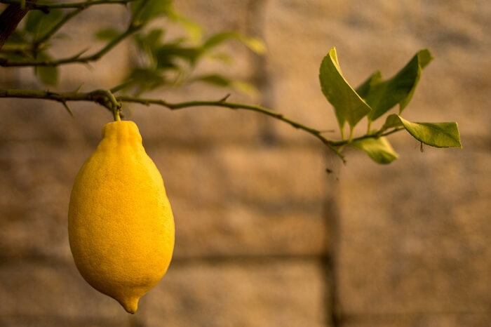 limon ağacı