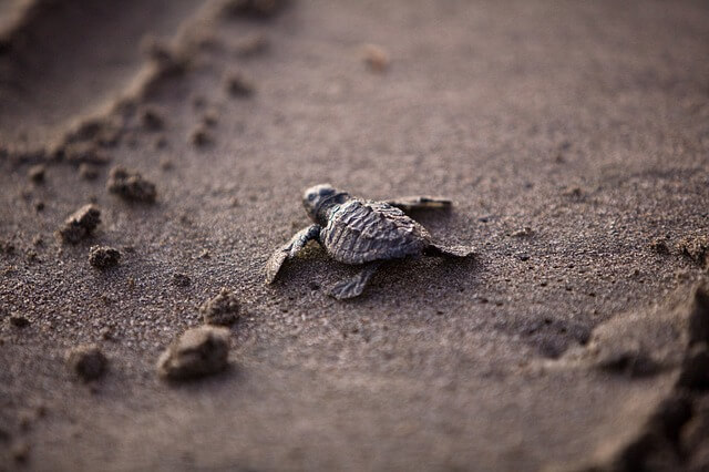Yavru Deniz Kaplumbağası
