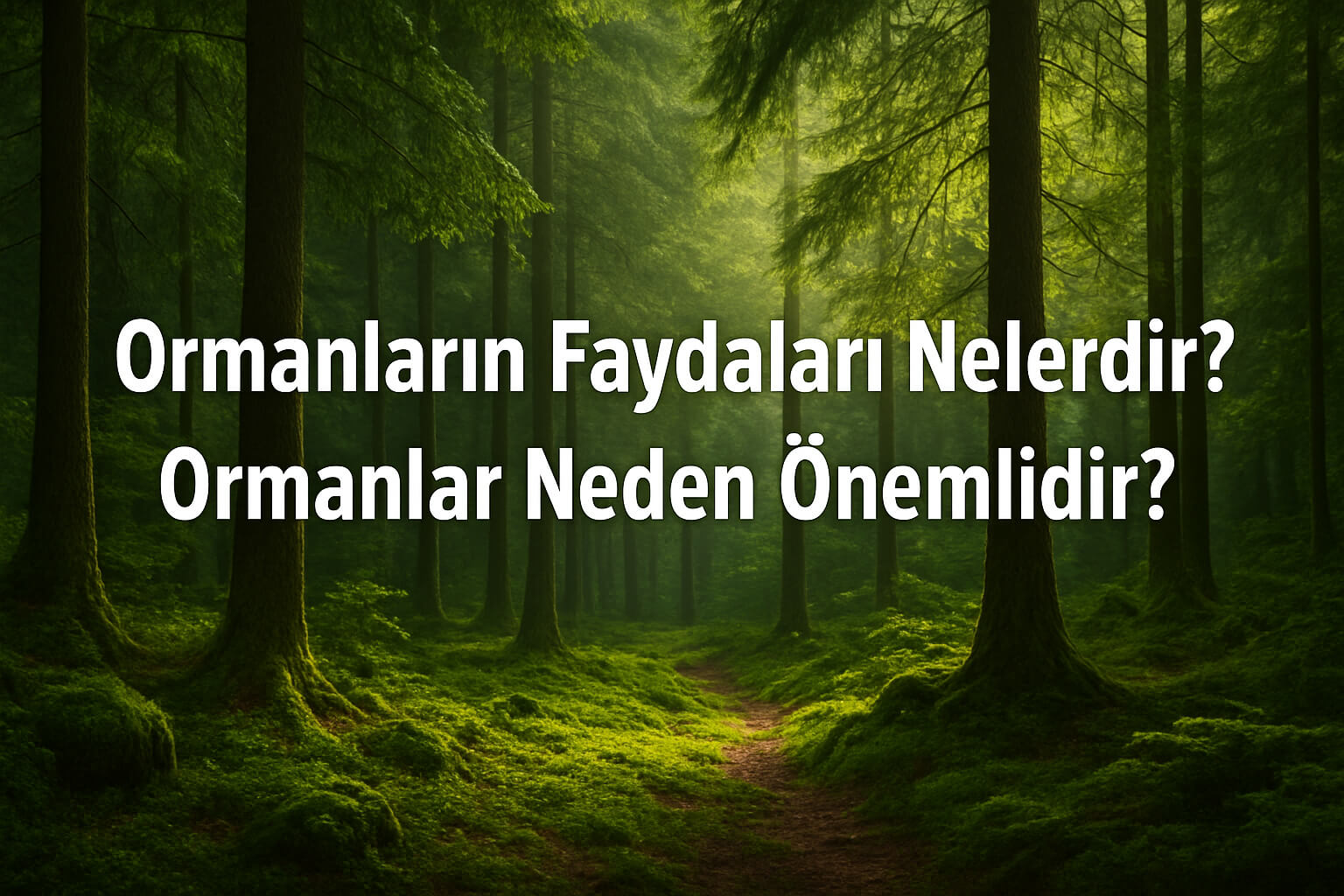 Ormanların Faydaları Nelerdir? Ormanlar Neden Önemlidir?