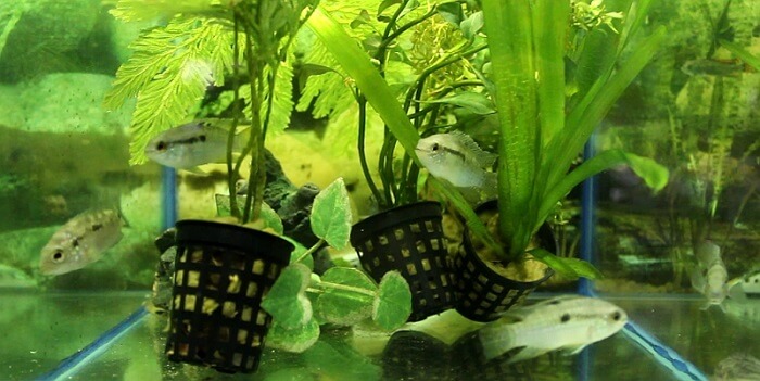 Aequidens Latifrons