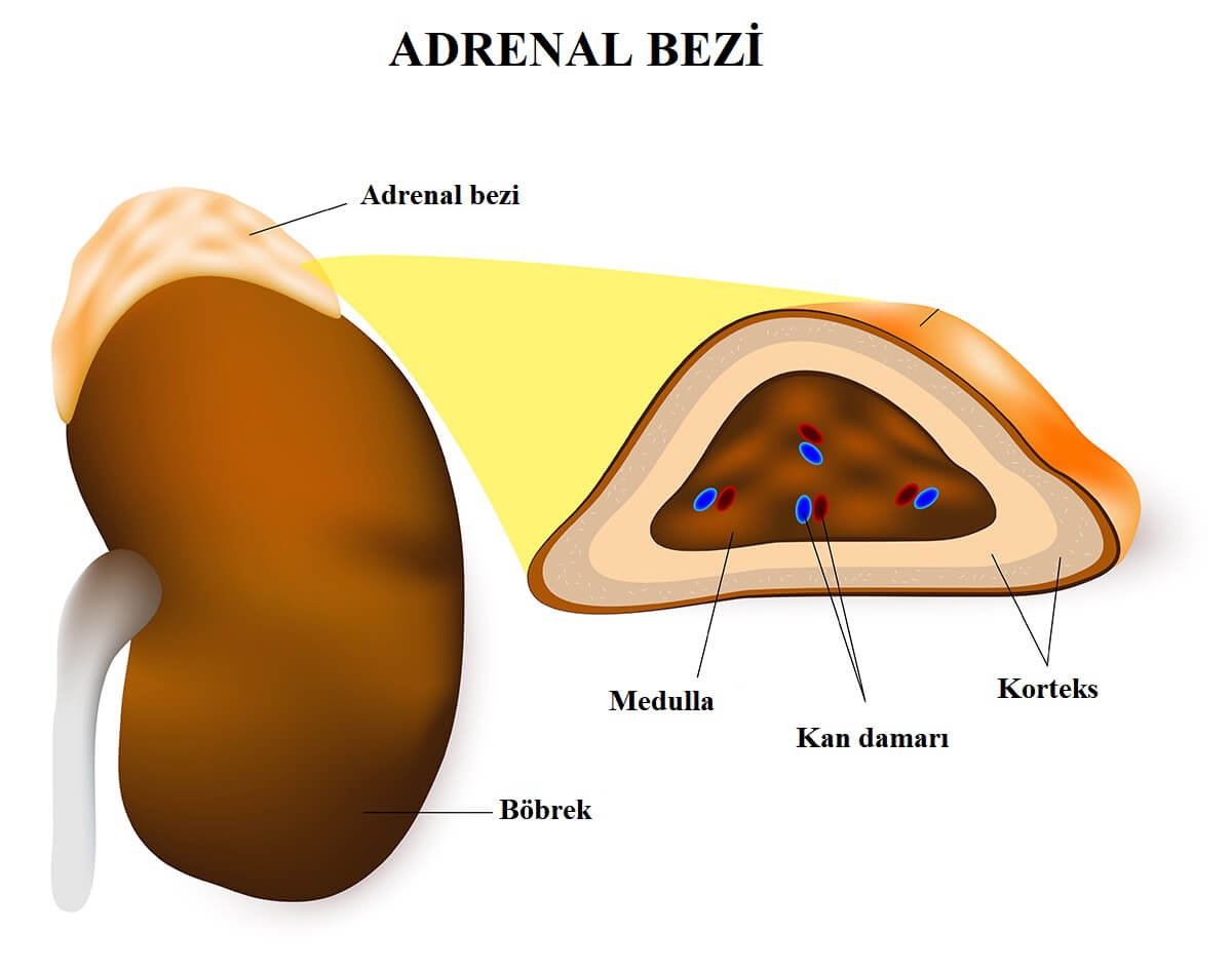 Adrenal Bezi