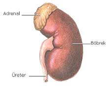 Adrenal Bezi