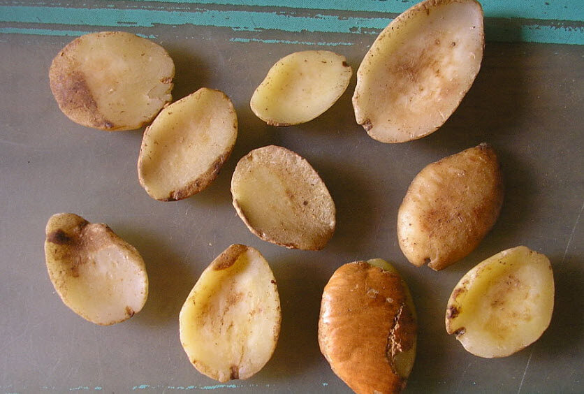 Afrika mangosu ( Irvingia gabonensis )