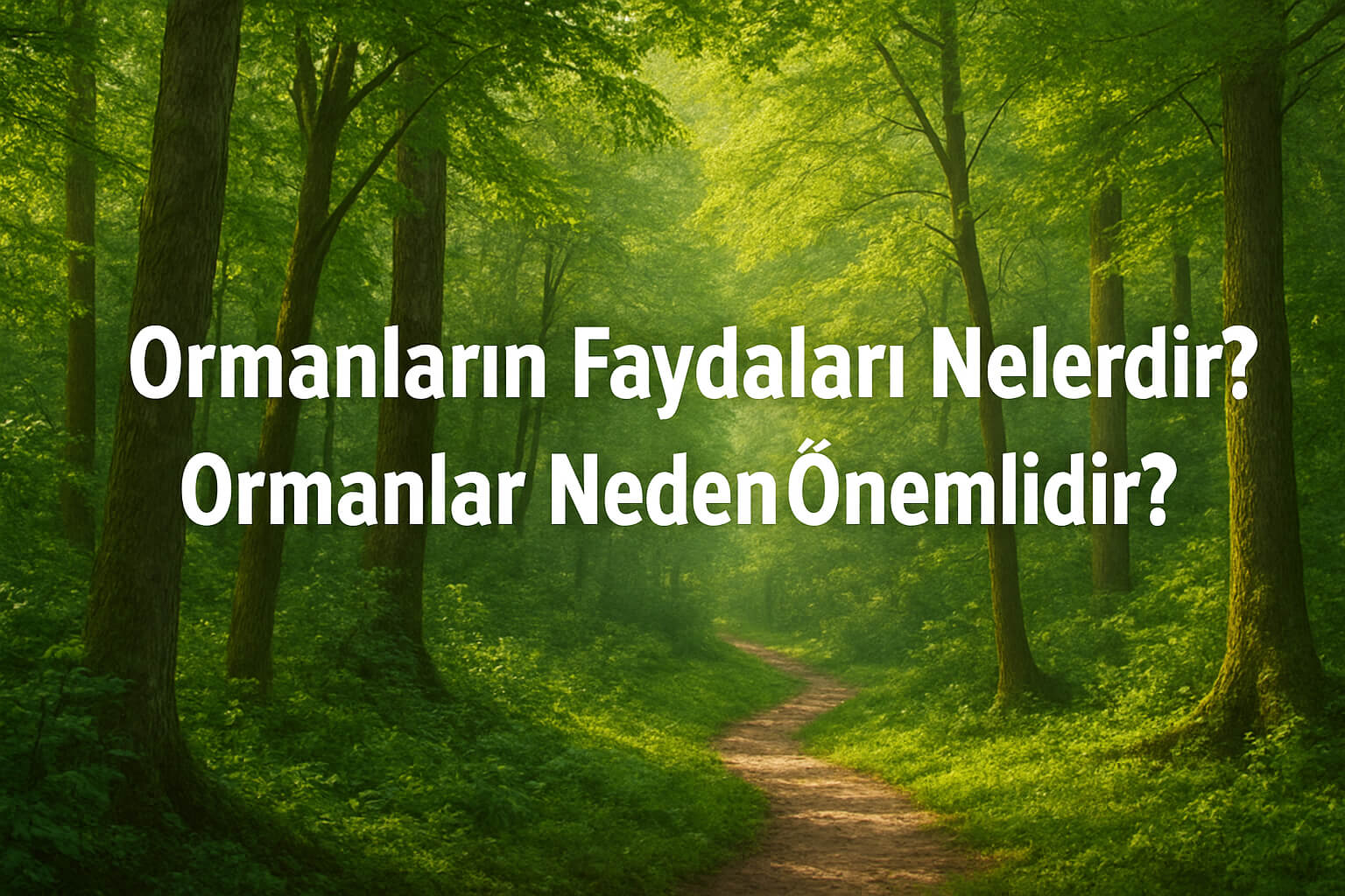 Ormanların Faydaları Nelerdir? Ormanlar Neden Önemlidir?