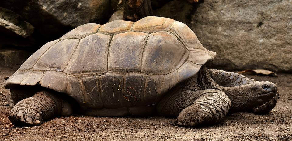 Galapagos kaplumbagasi