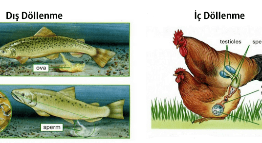 döllenme